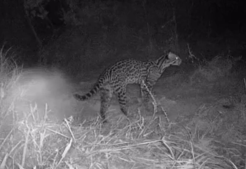 Vídeo de animais gravados por ciclista viraliza e revela riqueza da fauna no Tocantins
